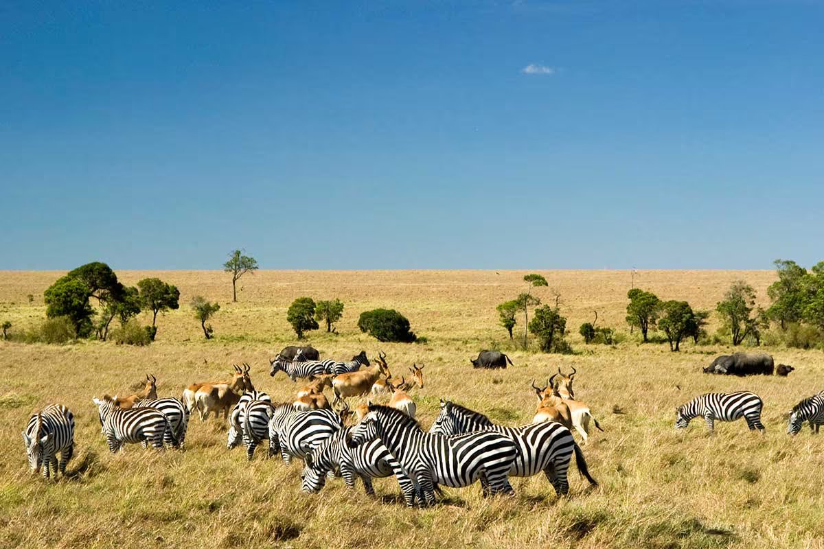 Circuit Safari Kilimandjaro + Extension balnéaire à Mombasa⭐⭐⭐⭐⭐